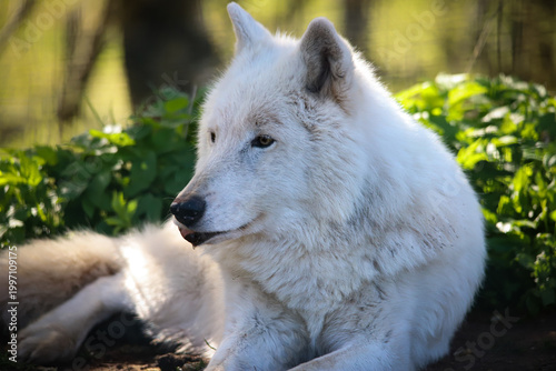 Принти на полотні arctic wolf chilling in the sunshine
