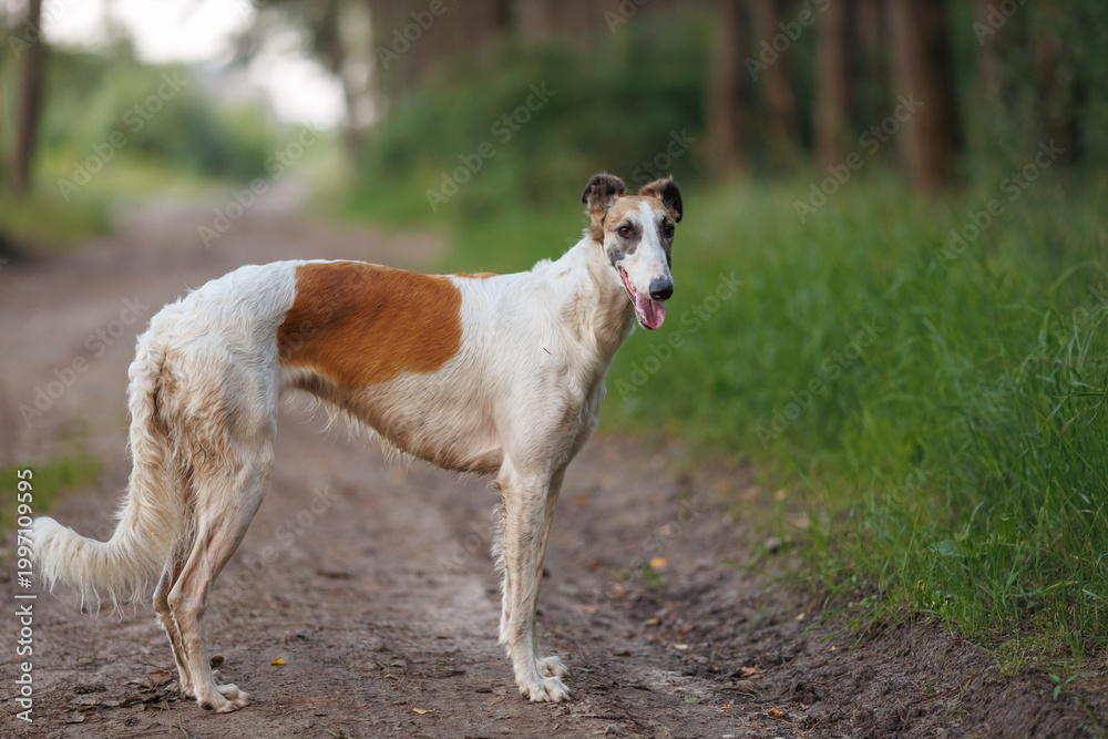 Fototapeta premium A white and ginger borzoi dog standing on a dirt forest path during summer, looking at the camera with tongue out