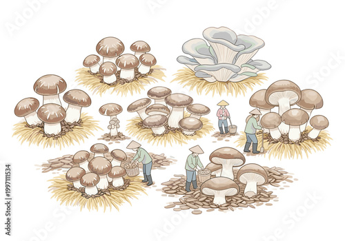Farmers harvesting various types of mushrooms in a field with straw and soil