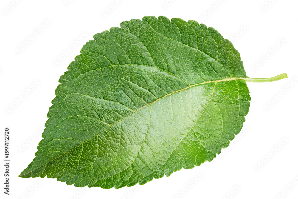 Fototapeta premium Single apple leaf with natural green color