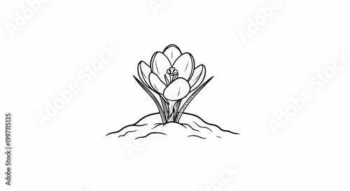 A black and white line drawing of a single crocus flower emerging from the earth