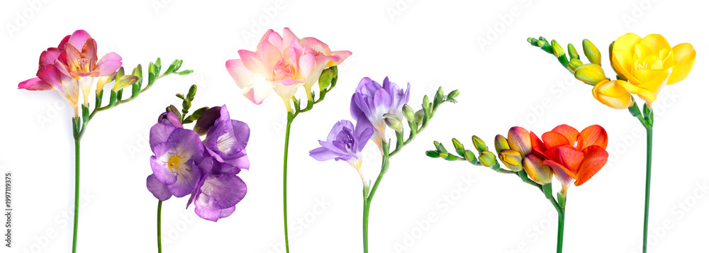 Naklejka premium Beautiful vibrant freesia flowers isolated on white, set
