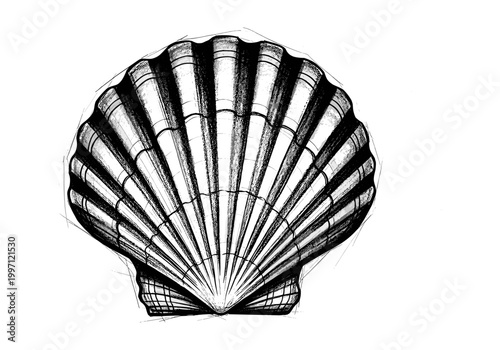 Detailed black and white sketch of a single scallop shell on a white background