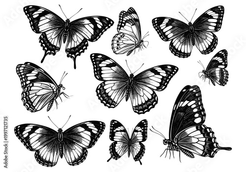 Collection of detailed black and white butterfly illustrations on a white background