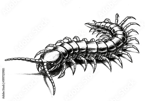 Detailed black and white illustration of a centipede with many legs and antennae