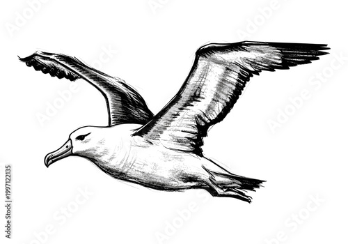 Detailed sketch of a majestic albatross soaring through the sky with wings spread wide
