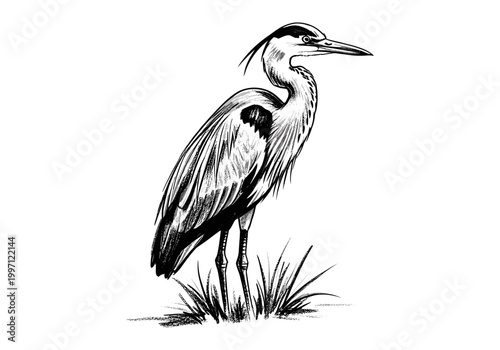 Detailed sketch of a great blue heron standing in tall grass