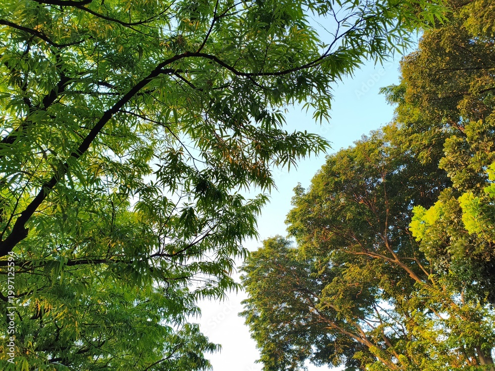 Obraz premium Looking Up at Green Tree Canopy