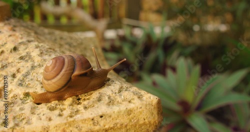Detailed view of a garden snail moving across a rough stone decoration