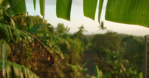 Green banana leaves frame a lush tropical landscape view and road in Nusa Penida Bali