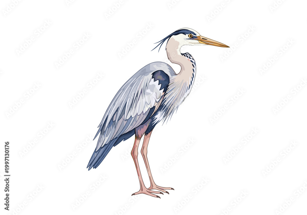 Fototapeta premium Elegant grey heron standing gracefully on white background, a majestic bird illustration