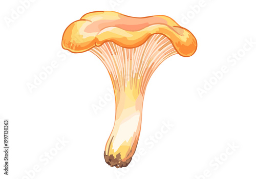 Golden chanterelle mushroom illustration with delicate gills and wavy cap edges