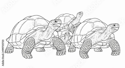 A group of land tortoises are depicted in a detailed line drawing