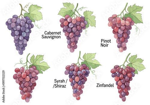 Collection of different grape varieties for wine production