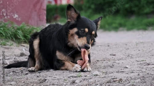 A close-up view shows a black and tan stray dog holding raw meat with paws while gnawing intently. The detailed focus on the chewing action highlights the primal survival instincts of feral pets.