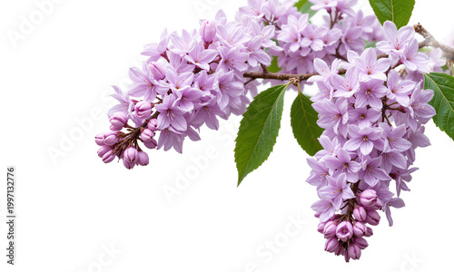 Korean Lilac (Syringa pubescens var. patula) A deciduous shrub known for its fragrant, pale purple flowers that bloom in late