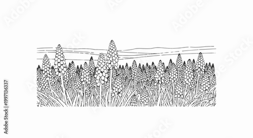 A field of densely packed, conical, textured flower clusters with grass and rolling hills