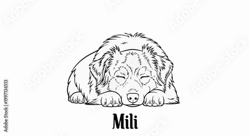 A drawing of a fluffy dog resting with its eyes closed