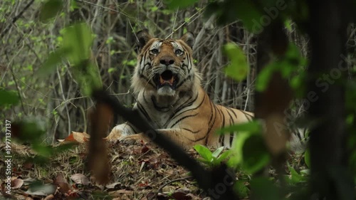 Medium shot of a tiger lying hidden in the jungle only visible through the leaves, Bandhavgarh National Park, India