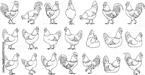 Foto Detailed black and white outline illustrations of various chickens and roosters
