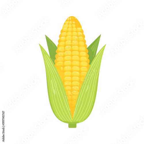 Fresh Yellow Corn Cob with Green Husks on White Background