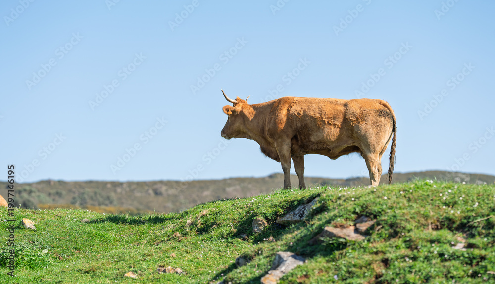 Naklejka premium Lone Brown Cow Standing on Grassy Hill Under Blue Sky