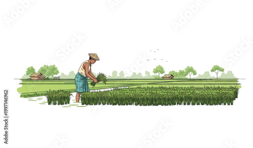 Rural Bangladesh farmer working in green rice field traditional agriculture village life vector illustration