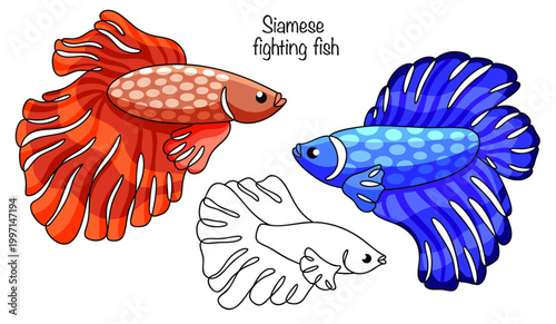 Siamese fighting fish