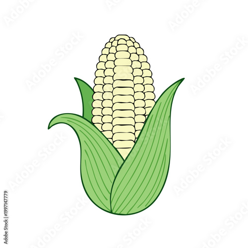 Simple illustration of a ripe ear of corn with green husks and yellow kernels on a white background