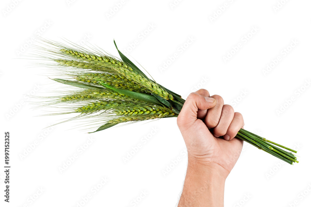 Naklejka premium Hand holding green wheat ears isolated on white background, agriculture harvest concept