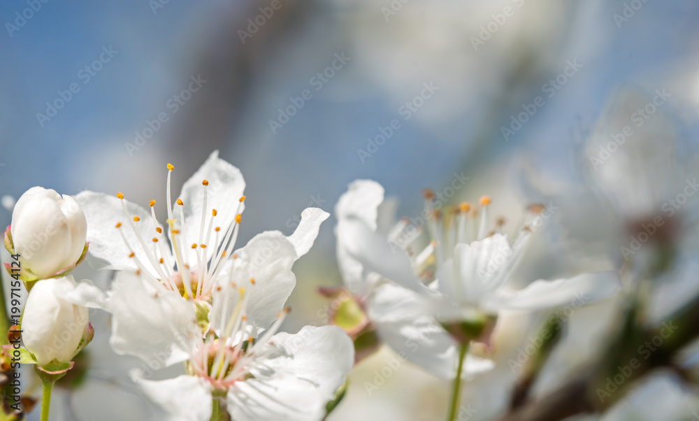 Obraz premium White Spring Blossoms and Buds Macro Against Soft Blue Sky