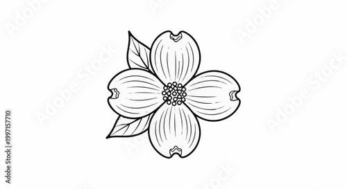 A simple black and white outline drawing of a dogwood flower with four petals