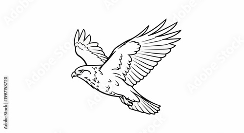 A line drawing of a hawk in flight with wings spread wide