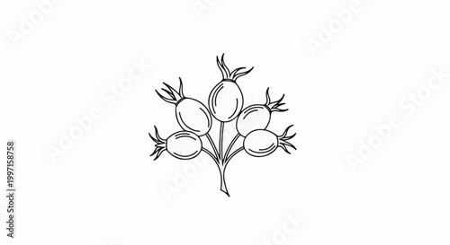 A simple black and white line drawing of a cluster of five rosehip fruits
