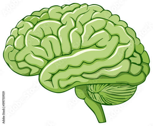 Green Brain Illustration Showing Human Anatomy of the Organ for Medical Study