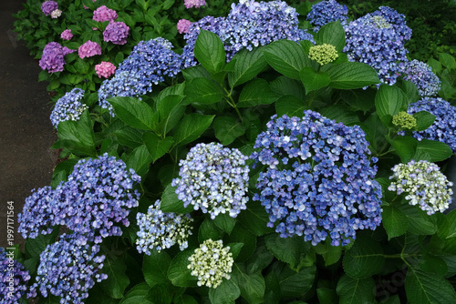 満開のあじさい