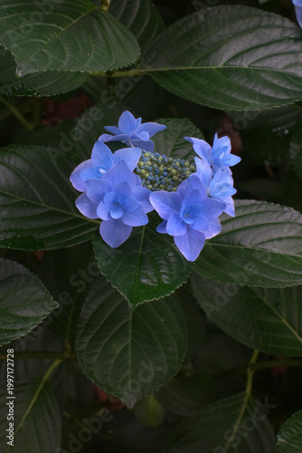 満開のあじさい