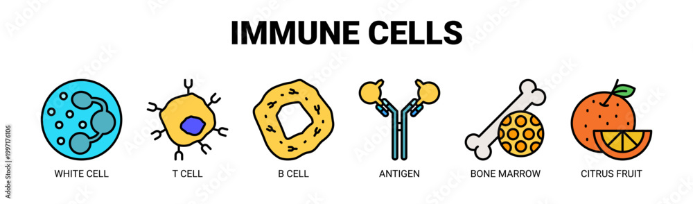 Fototapeta premium Immune Cells web banner icon vector illustration concept with icons of white cell, T cell, B cell, antigen, bone marrow, and citrus fruit.