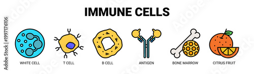 Immune Cells web banner icon vector illustration concept with icons of white cell, T cell, B cell, antigen, bone marrow, and citrus fruit.
