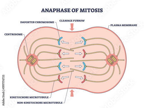 Anaphase mitosis outline shows sister chromatids pulled to opposite poles by spindle microtubules from centrosomes, highlighting cell division mechanics and cleavage furrow. Outline diagram