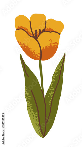 Spring tulip flower in yellow color on transparent background