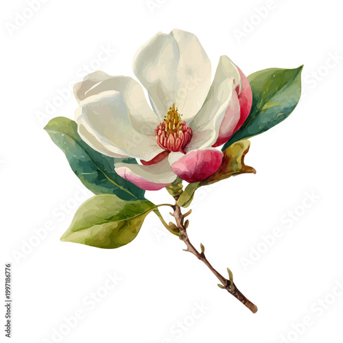 Stylized watercolor Magnolia Flower vector, modern artistic illustration with high-quality details on a pure white background.