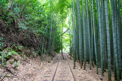 旧国鉄倉吉線廃線跡 竹林の中に残る線路と幻想的な風景（Abandoned railway tracks remaining in the beautiful bamboo forest, Kurayoshi Japan）
