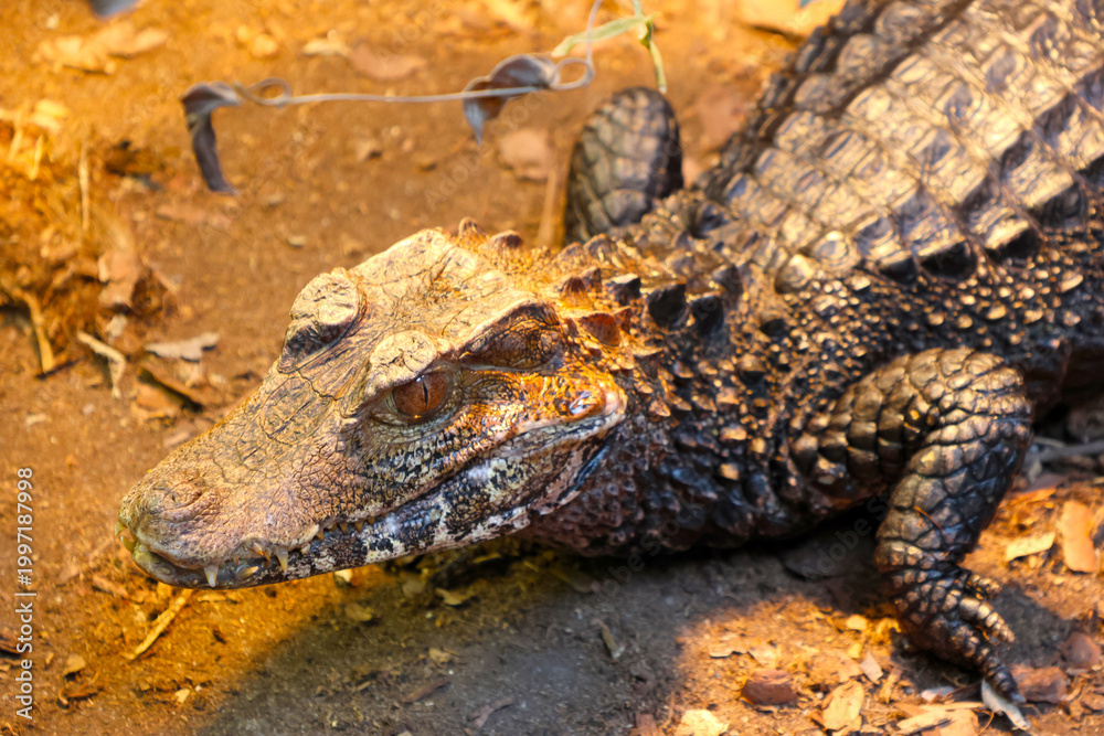 Fototapeta premium Close-Up of a Caiman Basking on Sunlit Forest Floor for Wildlife Enthusiasts and Education