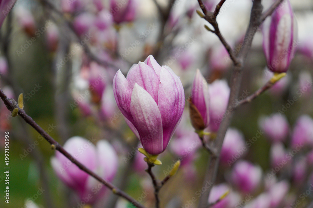 Fototapeta premium Close-up view of a delicate magnolia flower highlighting soft petals and fine details in natural light. The gentle tones and shallow depth of field create a calm and elegant spring atmosphere.