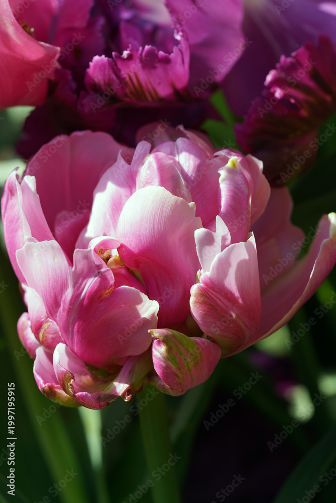 Naklejka premium Tulpen