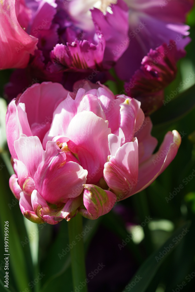 Obraz premium Tulpen