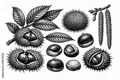 Detailed Vintage Botanical Engraving of Chestnut Tree Elements Including Edible Sweet Chestnuts in Spiky Husks, Serrated Green Leaves, Catkins, and Individual Nuts Isolated on White Background