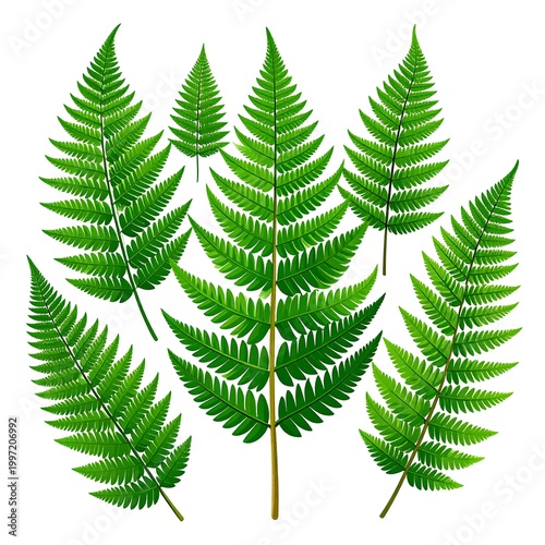 Digitally created illustration featuring several vibrant, lush, green fern fronds with intricate details against a plain white background