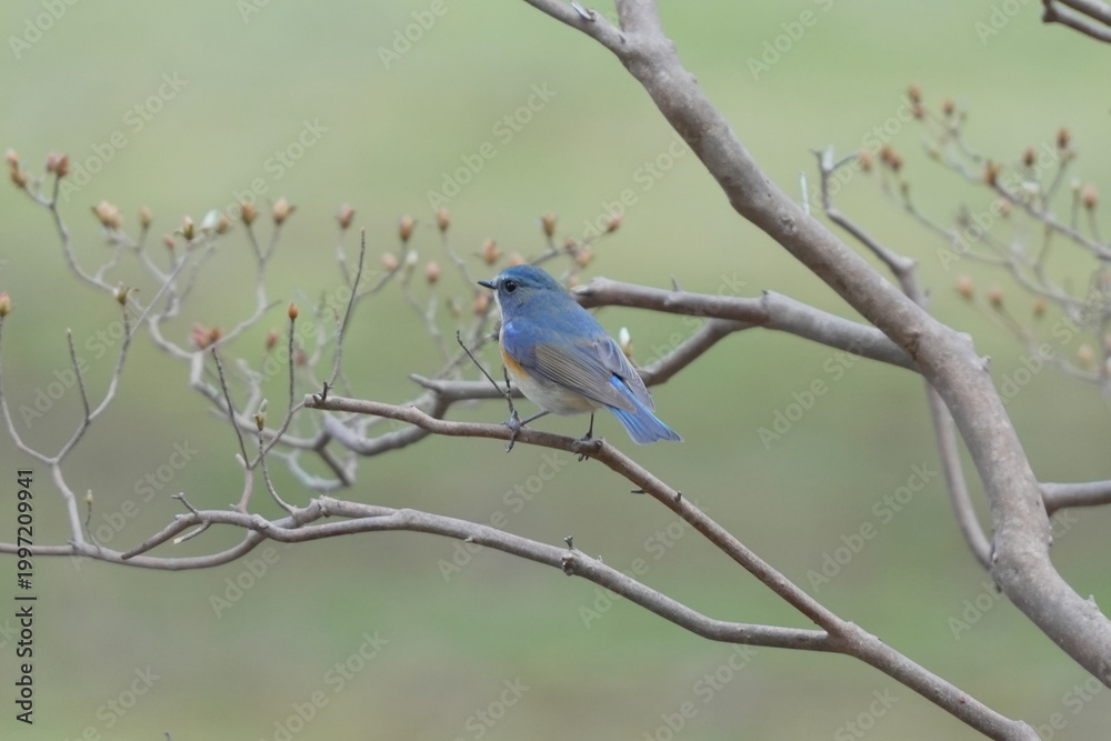 Obraz premium Male Red-flanked Bluetail on a Branch